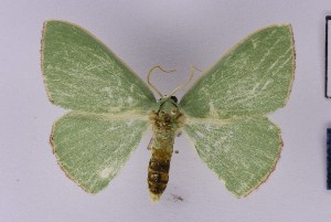  (Omphax cf. idonea - BC_ZSM_Lep_121618)  @11 [ ] by-nc-sa (2025) SNSB, Staatliche Naturwissenschaftliche Sammlungen Bayerns ZSM (SNSB, Zoologische Staatssammlung Muenchen)