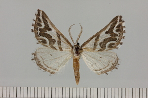  (Pseudomaenas cf. turneri - BC_ZSM_Lep_121623)  @11 [ ] by-nc-sa (2025) SNSB, Staatliche Naturwissenschaftliche Sammlungen Bayerns ZSM (SNSB, Zoologische Staatssammlung Muenchen)