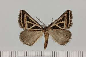  (Pseudomaenas cf. directa - BC_ZSM_Lep_121628)  @11 [ ] by-nc-sa (2025) SNSB, Staatliche Naturwissenschaftliche Sammlungen Bayerns ZSM (SNSB, Zoologische Staatssammlung Muenchen)