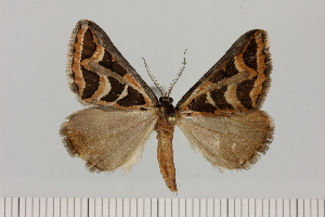  (Pseudomaenas cf. intricata - BC_ZSM_Lep_121629)  @11 [ ] by-nc-sa (2025) SNSB, Staatliche Naturwissenschaftliche Sammlungen Bayerns ZSM (SNSB, Zoologische Staatssammlung Muenchen)