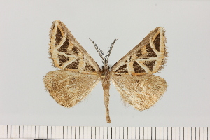  ( - BC_ZSM_Lep_121630)  @11 [ ] by-nc-sa (2025) SNSB, Staatliche Naturwissenschaftliche Sammlungen Bayerns ZSM (SNSB, Zoologische Staatssammlung Muenchen)