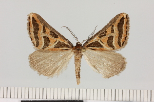  (Pseudomaenas cf. complicata - BC_ZSM_Lep_121631)  @11 [ ] by-nc-sa (2025) SNSB, Staatliche Naturwissenschaftliche Sammlungen Bayerns ZSM (SNSB, Zoologische Staatssammlung Muenchen)