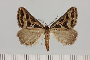  (Pseudomaenas cf. prominens - BC_ZSM_Lep_121632)  @11 [ ] by-nc-sa (2025) SNSB, Staatliche Naturwissenschaftliche Sammlungen Bayerns ZSM (SNSB, Zoologische Staatssammlung Muenchen)