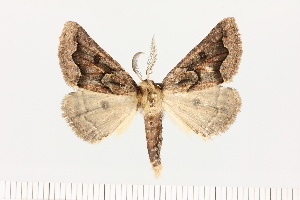  (Aethiopodes medioumbrata - BC_ZSM_Lep_121633)  @11 [ ] by-nc-sa (2025) SNSB, Staatliche Naturwissenschaftliche Sammlungen Bayerns ZSM (SNSB, Zoologische Staatssammlung Muenchen)