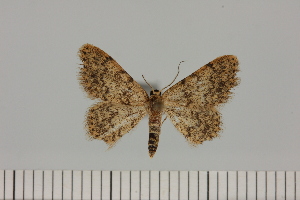  ( - BC_ZSM_Lep_121637)  @11 [ ] by-nc-sa (2025) SNSB, Staatliche Naturwissenschaftliche Sammlungen Bayerns ZSM (SNSB, Zoologische Staatssammlung Muenchen)