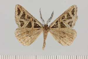  ( - BC_ZSM_Lep_121652)  @11 [ ] by-nc-sa (2025) SNSB, Staatliche Naturwissenschaftliche Sammlungen Bayerns ZSM (SNSB, Zoologische Staatssammlung Muenchen)