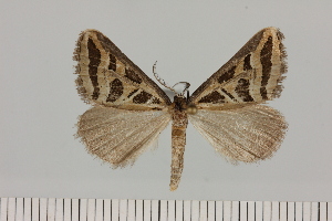  ( - BC_ZSM_Lep_121653)  @11 [ ] by-nc-sa (2025) SNSB, Staatliche Naturwissenschaftliche Sammlungen Bayerns ZSM (SNSB, Zoologische Staatssammlung Muenchen)