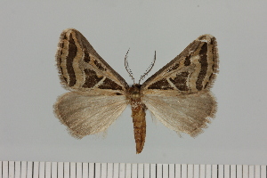  ( - BC_ZSM_Lep_121654)  @11 [ ] by-nc-sa (2025) SNSB, Staatliche Naturwissenschaftliche Sammlungen Bayerns ZSM (SNSB, Zoologische Staatssammlung Muenchen)