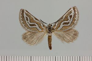 ( - BC_ZSM_Lep_121655)  @11 [ ] by-nc-sa (2025) SNSB, Staatliche Naturwissenschaftliche Sammlungen Bayerns ZSM (SNSB, Zoologische Staatssammlung Muenchen)