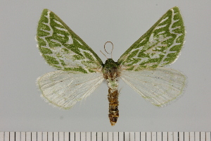  ( - BC_ZSM_Lep_121659)  @11 [ ] by-nc-sa (2025) SNSB, Staatliche Naturwissenschaftliche Sammlungen Bayerns ZSM (SNSB, Zoologische Staatssammlung Muenchen)