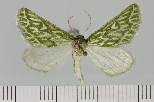  ( - BC_ZSM_Lep_121668)  @11 [ ] by-nc-sa (2025) SNSB, Staatliche Naturwissenschaftliche Sammlungen Bayerns ZSM (SNSB, Zoologische Staatssammlung Muenchen)