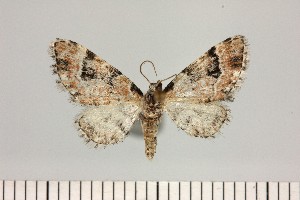  ( - BC_ZSM_Lep_121671)  @11 [ ] by-nc-sa (2025) SNSB, Staatliche Naturwissenschaftliche Sammlungen Bayerns ZSM (SNSB, Zoologische Staatssammlung Muenchen)
