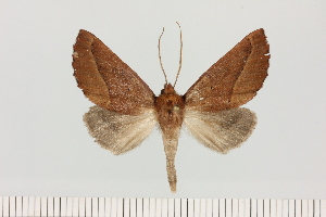  (Acrasia cf. drakensbergensis - BC_ZSM_Lep_121673)  @11 [ ] by-nc-sa (2025) SNSB, Staatliche Naturwissenschaftliche Sammlungen Bayerns ZSM (SNSB, Zoologische Staatssammlung Muenchen)