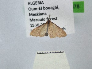  ( - BC_ZSM_Lep_121678)  @11 [ ] by-nc-sa (2025) SNSB, Staatliche Naturwissenschaftliche Sammlungen Bayerns ZSM (SNSB, Zoologische Staatssammlung Muenchen)