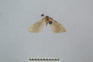  ( - BC_ZSM_Lep_121682)  @11 [ ] by-nc-sa (2025) SNSB, Staatliche Naturwissenschaftliche Sammlungen Bayerns ZSM (SNSB, Zoologische Staatssammlung Muenchen)