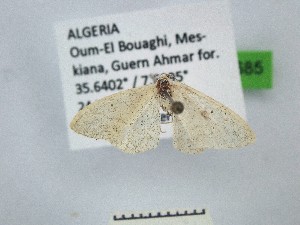  ( - BC_ZSM_Lep_121685)  @11 [ ] by-nc-sa (2025) SNSB, Staatliche Naturwissenschaftliche Sammlungen Bayerns ZSM (SNSB, Zoologische Staatssammlung Muenchen)