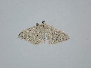  ( - BC_ZSM_Lep_121691)  @11 [ ] by-nc-sa (2025) SNSB, Staatliche Naturwissenschaftliche Sammlungen Bayerns ZSM (SNSB, Zoologische Staatssammlung Muenchen)