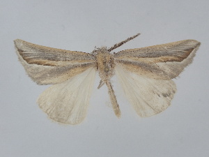  ( - BC_ZSM_Lep_121696)  @11 [ ] by-nc-sa (2025) SNSB, Staatliche Naturwissenschaftliche Sammlungen Bayerns ZSM (SNSB, Zoologische Staatssammlung Muenchen)