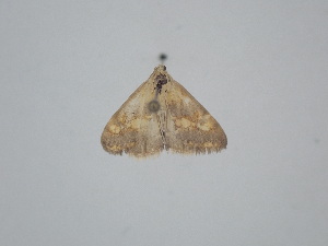  ( - BC_ZSM_Lep_121697)  @11 [ ] by-nc-sa (2025) SNSB, Staatliche Naturwissenschaftliche Sammlungen Bayerns ZSM (SNSB, Zoologische Staatssammlung Muenchen)