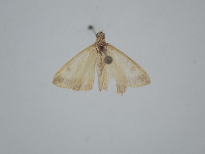  ( - BC_ZSM_Lep_121698)  @11 [ ] by-nc-sa (2025) SNSB, Staatliche Naturwissenschaftliche Sammlungen Bayerns ZSM (SNSB, Zoologische Staatssammlung Muenchen)