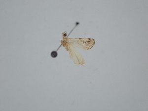  ( - BC_ZSM_Lep_121701)  @11 [ ] by-nc-sa (2025) SNSB, Staatliche Naturwissenschaftliche Sammlungen Bayerns ZSM (SNSB, Zoologische Staatssammlung Muenchen)