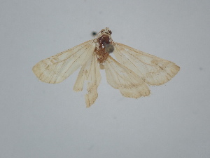  ( - BC_ZSM_Lep_121703)  @11 [ ] by-nc-sa (2025) SNSB, Staatliche Naturwissenschaftliche Sammlungen Bayerns ZSM (SNSB, Zoologische Staatssammlung Muenchen)