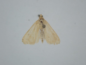  ( - BC_ZSM_Lep_121708)  @11 [ ] by-nc-sa (2025) SNSB, Staatliche Naturwissenschaftliche Sammlungen Bayerns ZSM (SNSB, Zoologische Staatssammlung Muenchen)