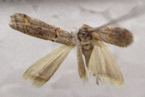  ( - BC_ZSM_Lep_121710)  @11 [ ] by-nc-sa (2025) SNSB, Staatliche Naturwissenschaftliche Sammlungen Bayerns ZSM (SNSB, Zoologische Staatssammlung Muenchen)