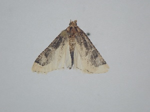  ( - BC_ZSM_Lep_121714)  @11 [ ] by-nc-sa (2025) SNSB, Staatliche Naturwissenschaftliche Sammlungen Bayerns ZSM (SNSB, Zoologische Staatssammlung Muenchen)