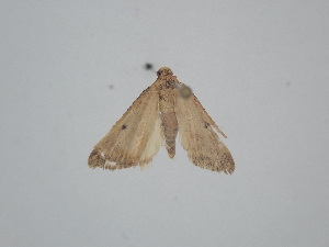  (Maradana - BC_ZSM_Lep_121715)  @11 [ ] by-nc-sa (2025) SNSB, Staatliche Naturwissenschaftliche Sammlungen Bayerns ZSM (SNSB, Zoologische Staatssammlung Muenchen)