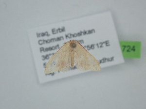  ( - BC_ZSM_Lep_121724)  @11 [ ] by-nc-sa (2025) SNSB, Staatliche Naturwissenschaftliche Sammlungen Bayerns ZSM (SNSB, Zoologische Staatssammlung Muenchen)