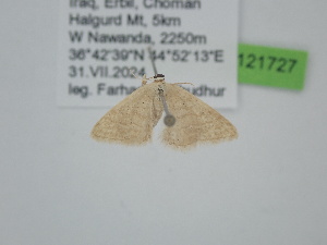  (Idaea peluraria - BC_ZSM_Lep_121727)  @11 [ ] by-nc-sa (2025) SNSB, Staatliche Naturwissenschaftliche Sammlungen Bayerns ZSM (SNSB, Zoologische Staatssammlung Muenchen)