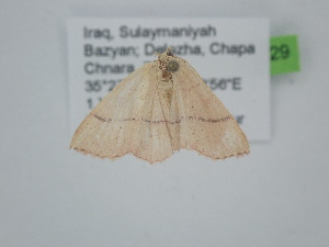  ( - BC_ZSM_Lep_121729)  @11 [ ] by-nc-sa (2025) SNSB, Staatliche Naturwissenschaftliche Sammlungen Bayerns ZSM (SNSB, Zoologische Staatssammlung Muenchen)