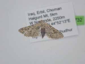  ( - BC_ZSM_Lep_121732)  @11 [ ] by-nc-sa (2025) SNSB, Staatliche Naturwissenschaftliche Sammlungen Bayerns ZSM (SNSB, Zoologische Staatssammlung Muenchen)