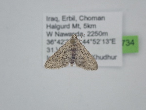  ( - BC_ZSM_Lep_121734)  @11 [ ] by-nc-sa (2025) SNSB, Staatliche Naturwissenschaftliche Sammlungen Bayerns ZSM (SNSB, Zoologische Staatssammlung Muenchen)