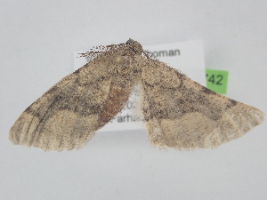  (Nychiodes leviata - BC_ZSM_Lep_121742)  @11 [ ] by-nc-sa (2025) SNSB, Staatliche Naturwissenschaftliche Sammlungen Bayerns ZSM (SNSB, Zoologische Staatssammlung Muenchen)