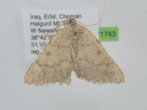  ( - BC_ZSM_Lep_121743)  @11 [ ] by-nc-sa (2025) SNSB, Staatliche Naturwissenschaftliche Sammlungen Bayerns ZSM (SNSB, Zoologische Staatssammlung Muenchen)