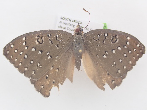  ( - BC_ZSM_Lep_121747)  @11 [ ] by-nc-sa (2025) SNSB, Staatliche Naturwissenschaftliche Sammlungen Bayerns ZSM (SNSB, Zoologische Staatssammlung Muenchen)