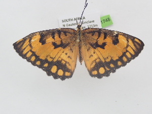  ( - BC_ZSM_Lep_121748)  @11 [ ] by-nc-sa (2025) SNSB, Staatliche Naturwissenschaftliche Sammlungen Bayerns ZSM (SNSB, Zoologische Staatssammlung Muenchen)