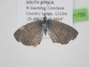  ( - BC_ZSM_Lep_121750)  @11 [ ] by-nc-sa (2025) SNSB, Staatliche Naturwissenschaftliche Sammlungen Bayerns ZSM (SNSB, Zoologische Staatssammlung Muenchen)