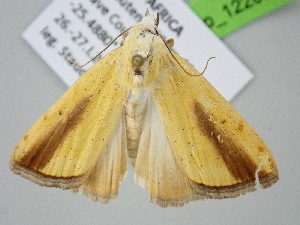  ( - BC_ZSM_Lep_122096)  @11 [ ] by-nc-sa (2025) SNSB, Staatliche Naturwissenschaftliche Sammlungen Bayerns ZSM (SNSB, Zoologische Staatssammlung Muenchen)