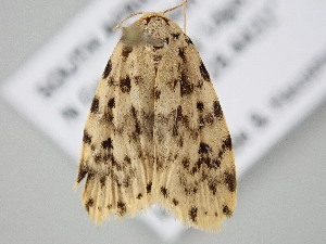  ( - BC_ZSM_Lep_122118)  @11 [ ] by-nc-sa (2025) SNSB, Staatliche Naturwissenschaftliche Sammlungen Bayerns ZSM (SNSB, Zoologische Staatssammlung Muenchen)