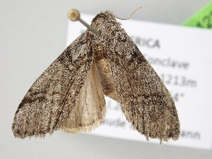  ( - BC_ZSM_Lep_122154)  @11 [ ] by-nc-sa (2025) SNSB, Staatliche Naturwissenschaftliche Sammlungen Bayerns ZSM (SNSB, Zoologische Staatssammlung Muenchen)