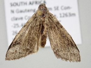  ( - BC_ZSM_Lep_122155)  @11 [ ] by-nc-sa (2025) SNSB, Staatliche Naturwissenschaftliche Sammlungen Bayerns ZSM (SNSB, Zoologische Staatssammlung Muenchen)