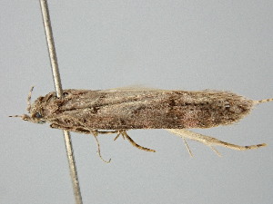  ( - BC_ZSM_Lep_122189)  @11 [ ] by-nc-sa (2025) SNSB, Staatliche Naturwissenschaftliche Sammlungen Bayerns ZSM (SNSB, Zoologische Staatssammlung Muenchen)