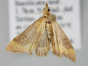  ( - BC_ZSM_Lep_122197)  @11 [ ] by-nc-sa (2025) SNSB, Staatliche Naturwissenschaftliche Sammlungen Bayerns ZSM (SNSB, Zoologische Staatssammlung Muenchen)