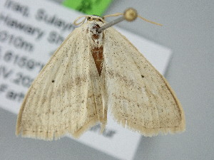  ( - BC_ZSM_Lep_122203)  @11 [ ] by-nc-sa (2025) SNSB, Staatliche Naturwissenschaftliche Sammlungen Bayerns ZSM (SNSB, Zoologische Staatssammlung Muenchen)