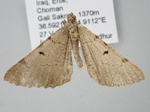  ( - BC_ZSM_Lep_122210)  @11 [ ] by-nc-sa (2025) SNSB, Staatliche Naturwissenschaftliche Sammlungen Bayerns ZSM (SNSB, Zoologische Staatssammlung Muenchen)