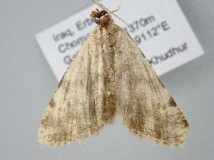  ( - BC_ZSM_Lep_122211)  @11 [ ] by-nc-sa (2025) SNSB, Staatliche Naturwissenschaftliche Sammlungen Bayerns ZSM (SNSB, Zoologische Staatssammlung Muenchen)