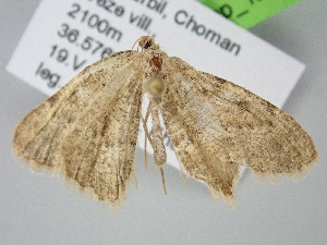  ( - BC_ZSM_Lep_122213)  @11 [ ] by-nc-sa (2025) SNSB, Staatliche Naturwissenschaftliche Sammlungen Bayerns ZSM (SNSB, Zoologische Staatssammlung Muenchen)